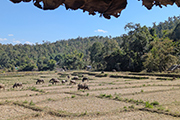 Mae Hong Son Loop - Leg 2